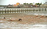 Joal à marée basse 2