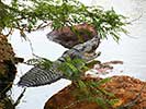 Réserve animalière de Bandia au Sénégal - 3