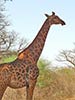 Réserve animalière de Bandia au Sénégal - 5