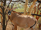 Réserve animalière de Bandia au Sénégal - 6