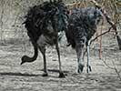 Réserve animalière de Bandia au Sénégal - 7