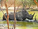 Réserve animalière de Bandia au Sénégal - 8