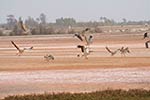 Lac Rose du Sénégal - 1
